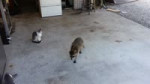 raccoon is stealing food.webm