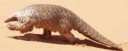 Ground Pangolin Kalaharisml