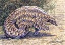 groundpangolinbywillemsvdmerwe-d5m8oy1