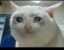 cat-crying-funny-hahahaha-Favim.com-2151260