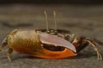 fiddler-crabs1-1024x683.jpg