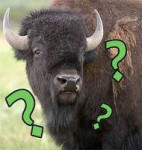 question bison.jpg