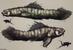 lakefishcreaturebywfdrawingsdaw36p5-fullview.jpg