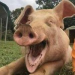 915591d721d9112110101ba4712363f7--happy-pig-happy-smile