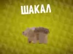 шакал.webm