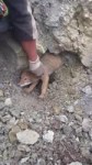 May 28, 2015, coyote rescue-TerkOkM5Z4U