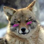 coyote blush