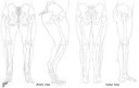 1290338828.trogananatomyhips4pelvicbones.jpg