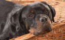 Rottweiler Wallpapers.jpg