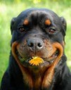 RottweilerActingStrange.jpg