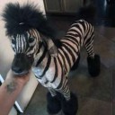 poodle-like-a-zebra.jpg