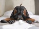 f3aAuroraweaver-Rottweiler-girl-pin-up-version..jpeg