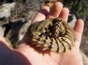 armadillolizard006.jpg