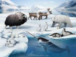 feralarctichabitatbyaonikaartddzjpko-fullview.jpg