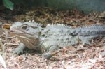 tuatara.jpg