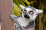 lemur-1045220960720.jpg