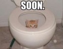 6-soon-cat-in-the-toilet[1].jpg