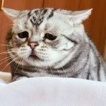 800-insta-of-the-week-sad-cat-luhu.jpg