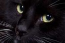 600px-black-cat-nose.jpg