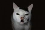 kitler-1605-600x396[1].jpg