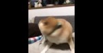 doge.webm