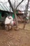 big cock.webm