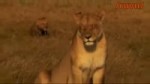 lioness.webm