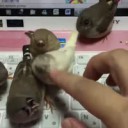 birdskeyboard.webm