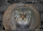 1493417242manul.jpg