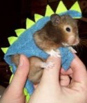 ab0ba6c438109f0afef6b41895401b94--animal-costumes-pet-costu[...]