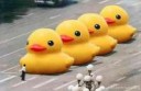 tank man ducks