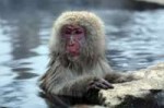 macaque062.jpg