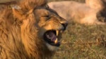 Lion.webm