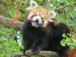 RedPandainaGingkotree.jpg