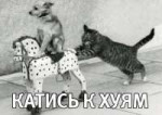 котэ-катись-к-хуям-песочница-345722.jpeg