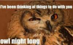 owlnightlong.jpg