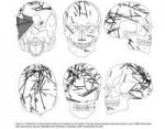 Distribution of perimortem sharp force lesions of crania. B[...].PNG