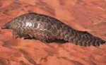 pangolin