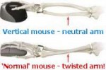 mouse-arm-twisting-1.jpg