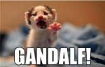 Gandalf-kitten.jpg