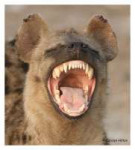 retarded-hyena-i16.jpg