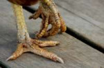 chicken-feet-3.jpg