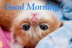 Good-Morning-Cat.jpg