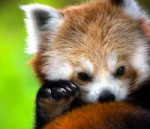 c1eca4faba726470ca3b51f53520991d--baby-red-pandas-baby-foxes.jpg