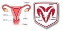 Dodge-RAM-logo-head-uterus-vagina-similarity.jpg