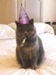 new-year-cat.gif