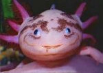 axolotl.jpg