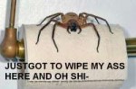 spider shit.jpg