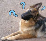 dog question.jpg