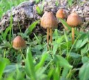 Psilocybe-semilanceata-006